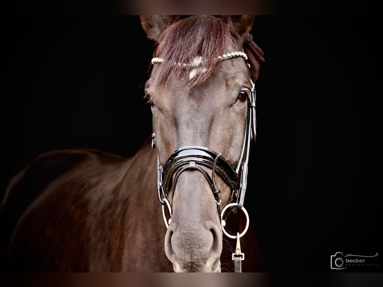 Oldenburgo Caballo castrado 7 años 176 cm Morcillo in Düsseldorf