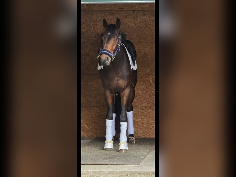 Oldenburgo Caballo castrado 7 años 177 cm Castaño oscuro in Ohain