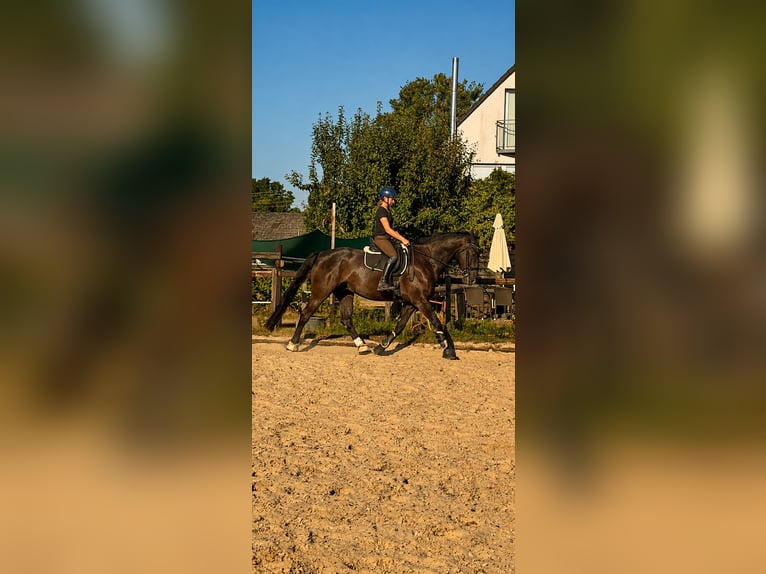 Oldenburgo Caballo castrado 7 años 177 cm Morcillo in Düsseldorf
