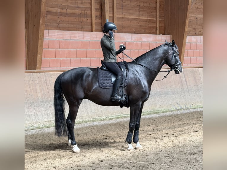 Oldenburgo Caballo castrado 7 años 178 cm Castaño oscuro in Dortmund
