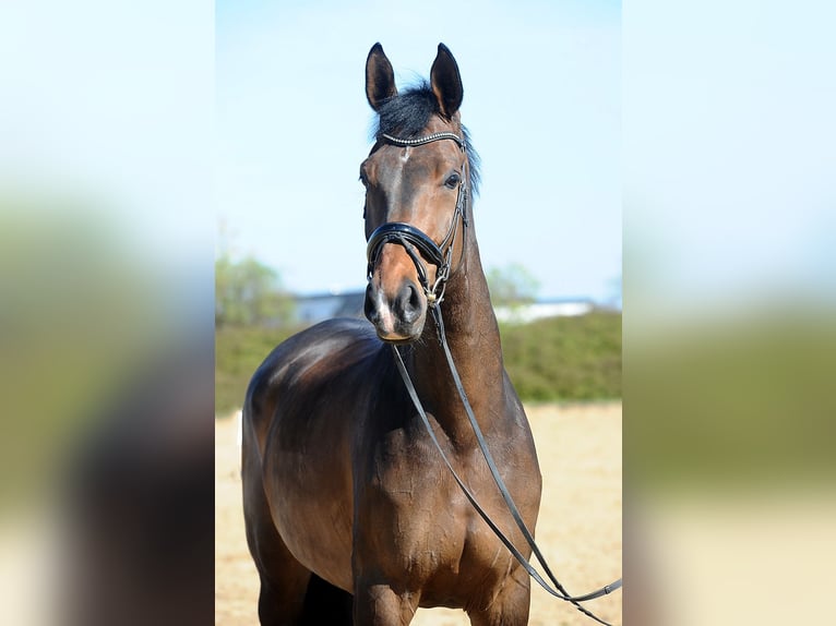 Oldenburgo Caballo castrado 7 años 178 cm Castaño oscuro in Isernhagen