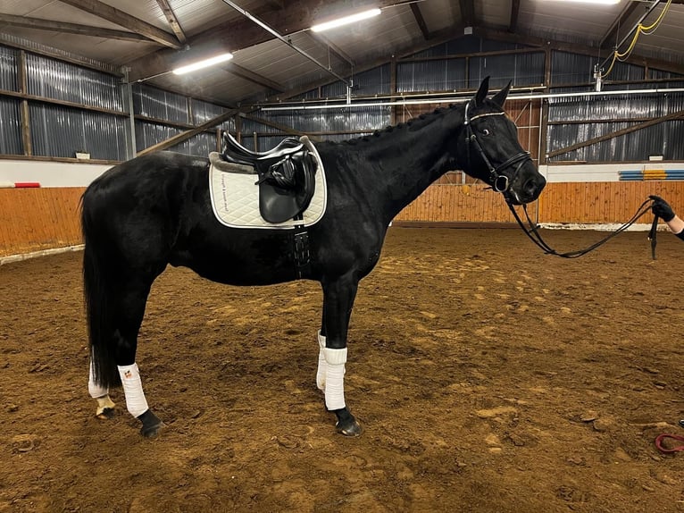 Oldenburgo Caballo castrado 7 años 178 cm Morcillo in Thedinghausen