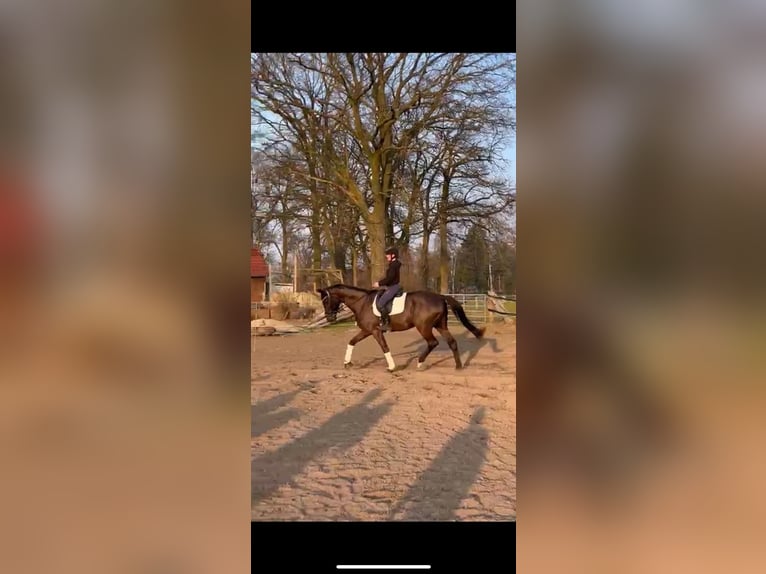 Oldenburgo Caballo castrado 7 años 178 cm Morcillo in Thedinghausen