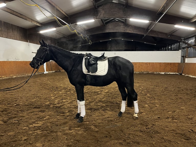 Oldenburgo Caballo castrado 7 años 178 cm Morcillo in Thedinghausen