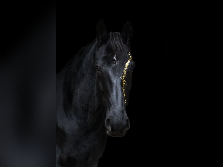 Oldenburgo Caballo castrado 7 años 178 cm Negro in Wien, Liesing
