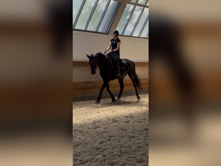 Oldenburgo Caballo castrado 7 años 178 cm Negro in Wien, Liesing