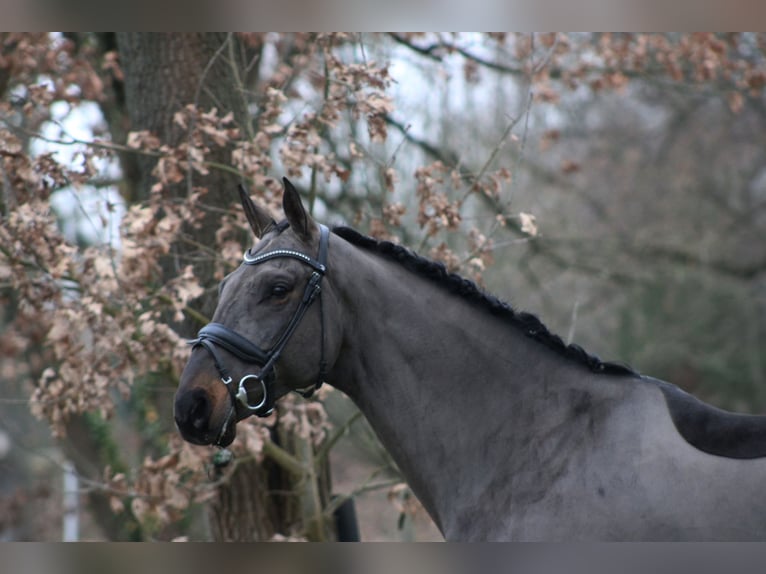 Oldenburgo Caballo castrado 7 años 179 cm Castaño oscuro in Darmstadt