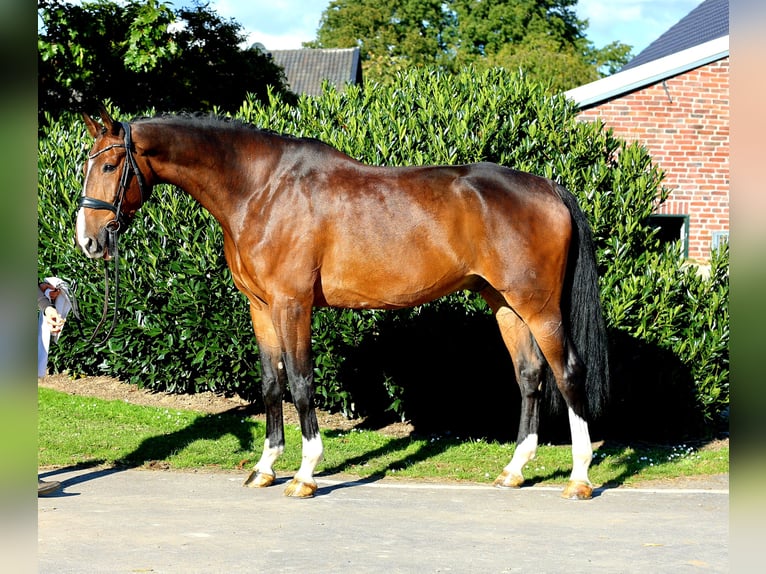 Oldenburgo Caballo castrado 7 años 179 cm Castaño oscuro in Kempen