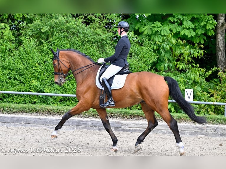 Oldenburgo Caballo castrado 7 años 184 cm Castaño in Neuss
