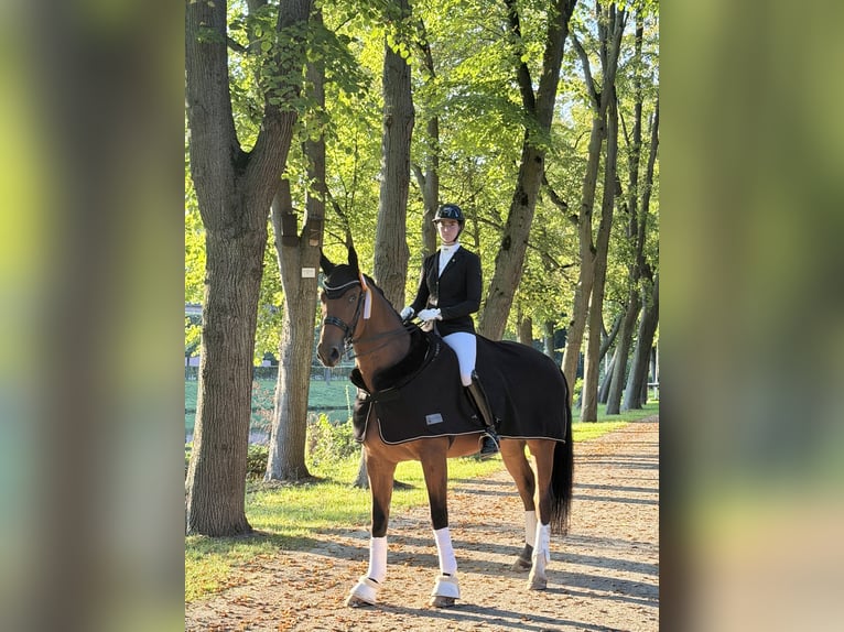 Oldenburgo Caballo castrado 7 años 184 cm Castaño in Neuss