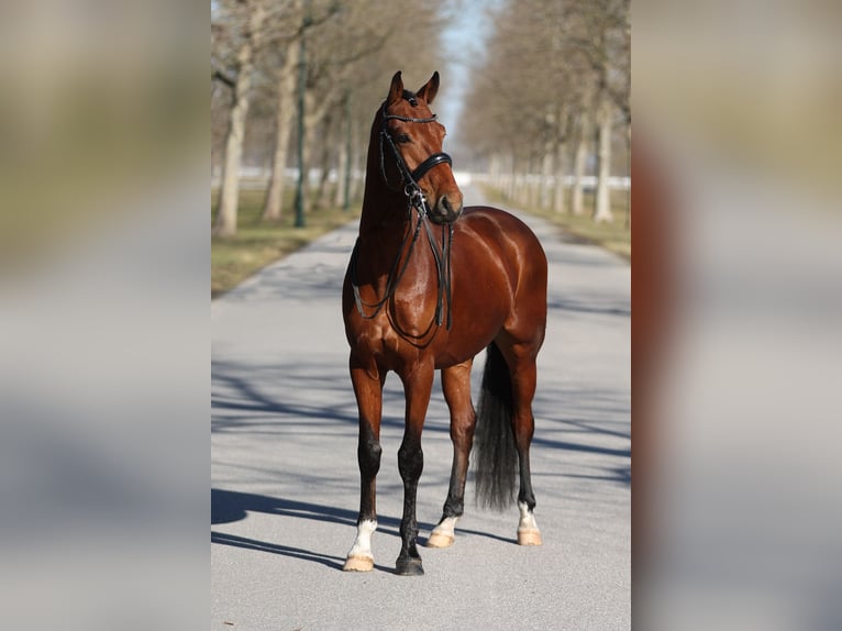 Oldenburgo Caballo castrado 7 años Castaño in Ebreichsdorf