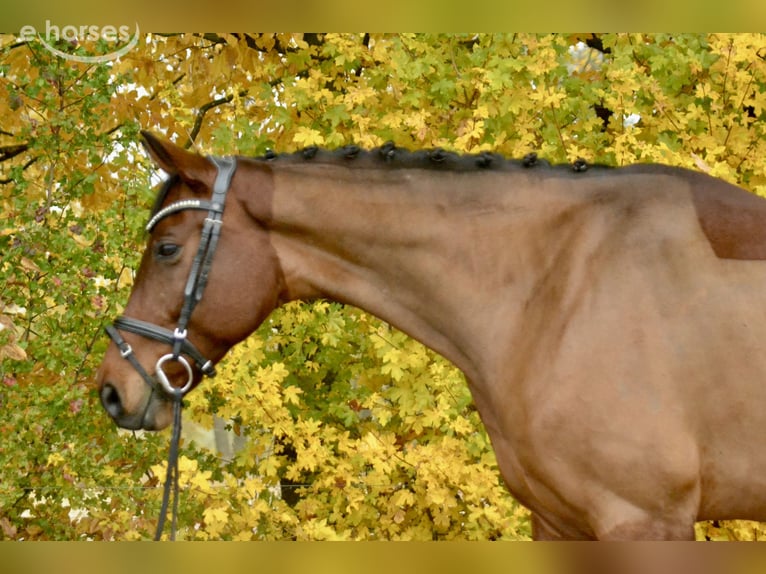 Oldenburgo Caballo castrado 8 años 160 cm Castaño in Würzburg