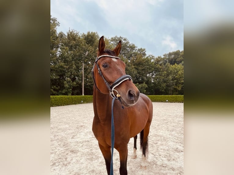 Oldenburgo Caballo castrado 8 años 165 cm Castaño in G&#xF6;rlitz