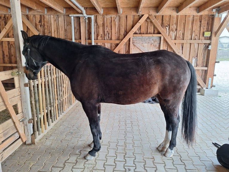 Oldenburgo Caballo castrado 8 años 165 cm Morcillo in Löwenstein