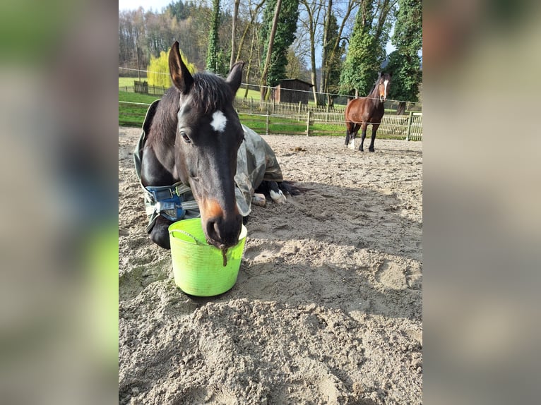 Oldenburgo Caballo castrado 8 años 165 cm Morcillo in Löwenstein