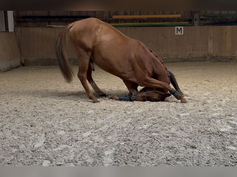 Oldenburgo Caballo castrado 8 años 166 cm Alazán in Lichtenfels