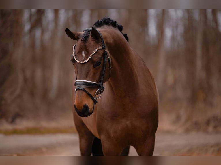 Oldenburgo Caballo castrado 8 años 166 cm Castaño oscuro in Wehringen