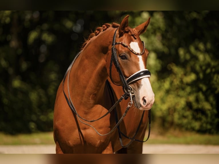 Oldenburgo Caballo castrado 8 años 167 cm Alazán in Wehringen