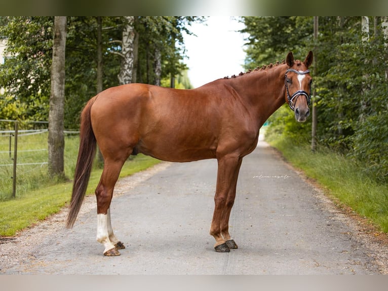 Oldenburgo Caballo castrado 8 años 167 cm Alazán in Krumbach