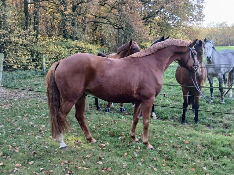 Oldenburgo Caballo castrado 8 años 168 cm Alazán in Barenburg