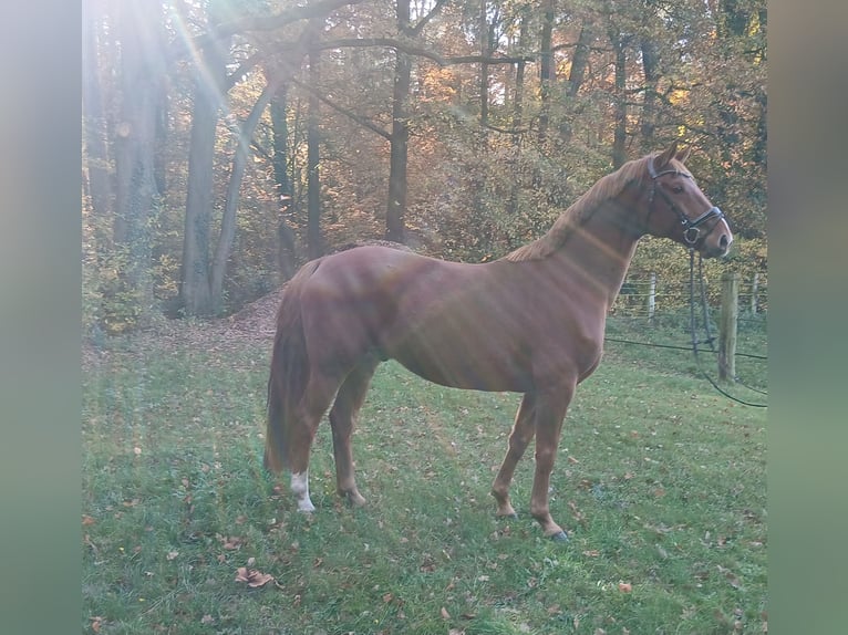 Oldenburgo Caballo castrado 8 años 168 cm Alazán in Barenburg
