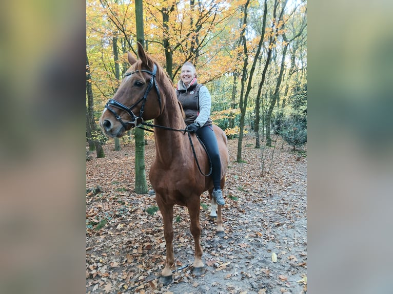 Oldenburgo Caballo castrado 8 años 168 cm Alazán in Barenburg