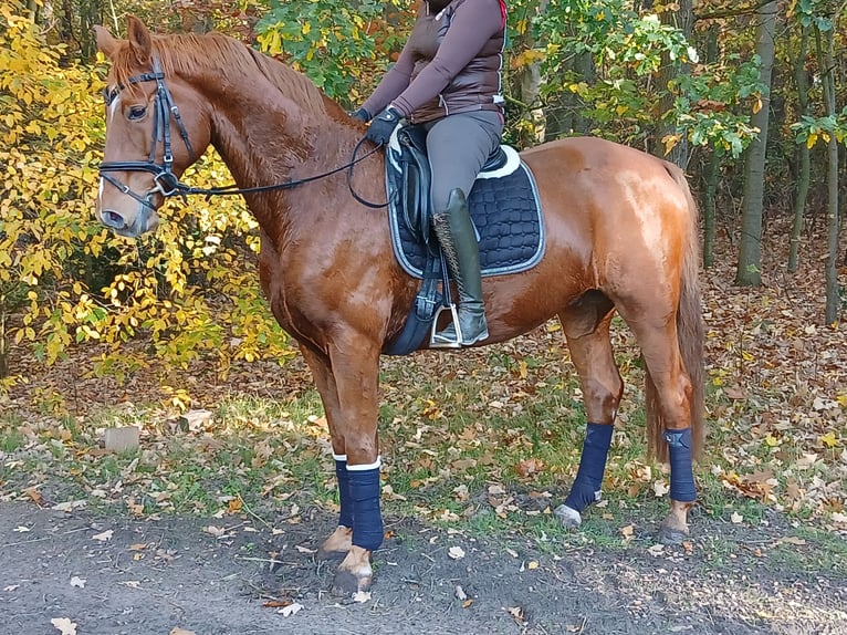 Oldenburgo Caballo castrado 8 años 168 cm Alazán in Kirchdorf
