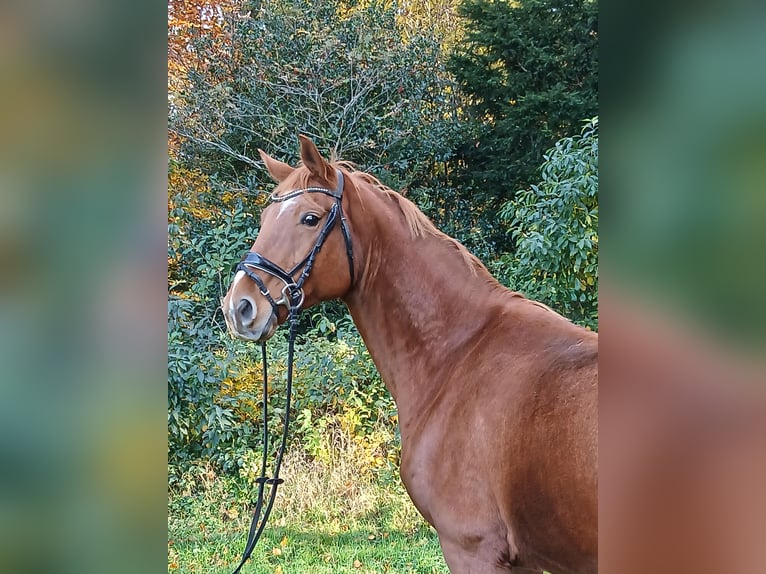 Oldenburgo Caballo castrado 8 años 168 cm Alazán in Kirchdorf