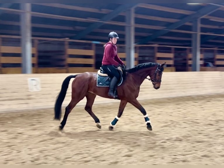 Oldenburgo Caballo castrado 8 años 168 cm Castaño in Pelmberg