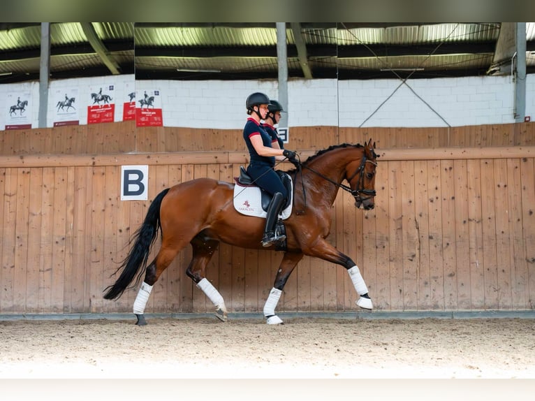 Oldenburgo Caballo castrado 8 años 168 cm Castaño in Ziemięcice