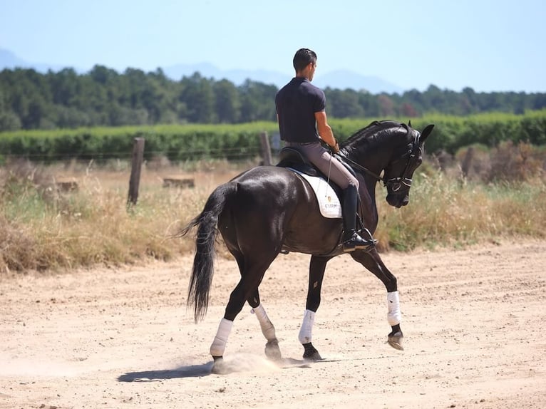 Oldenburgo Caballo castrado 8 años 168 cm Negro in Navas del madroño