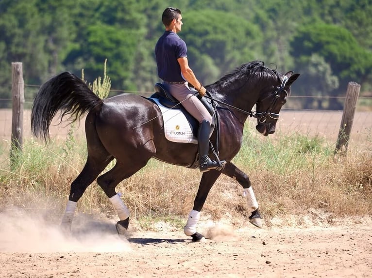 Oldenburgo Caballo castrado 8 años 168 cm Negro in Navas del madroño