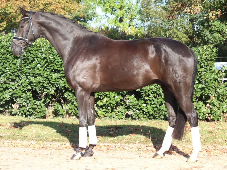 Oldenburgo Caballo castrado 8 años 168 cm Negro in Selsingen