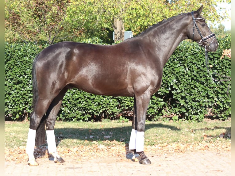 Oldenburgo Caballo castrado 8 años 168 cm Negro in Selsingen