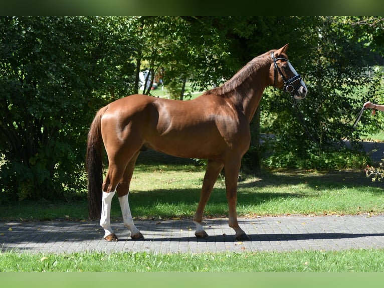 Oldenburgo Caballo castrado 8 años 169 cm Alazán in Herbstein
