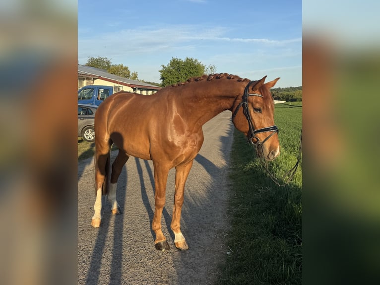 Oldenburgo Caballo castrado 8 años 170 cm Alazán-tostado in Altenstadt