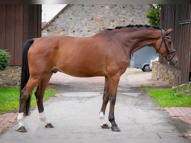 Oldenburgo Caballo castrado 8 años 170 cm Castaño in Bramsche