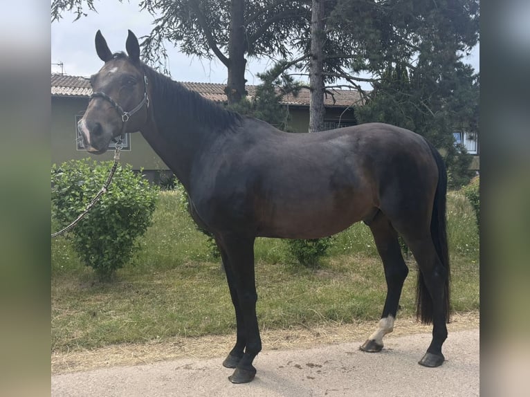 Oldenburgo Caballo castrado 8 años 170 cm Castaño in Bischofsheim