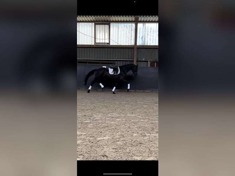 Oldenburgo Caballo castrado 8 años 170 cm Castaño oscuro in Fuldabrück