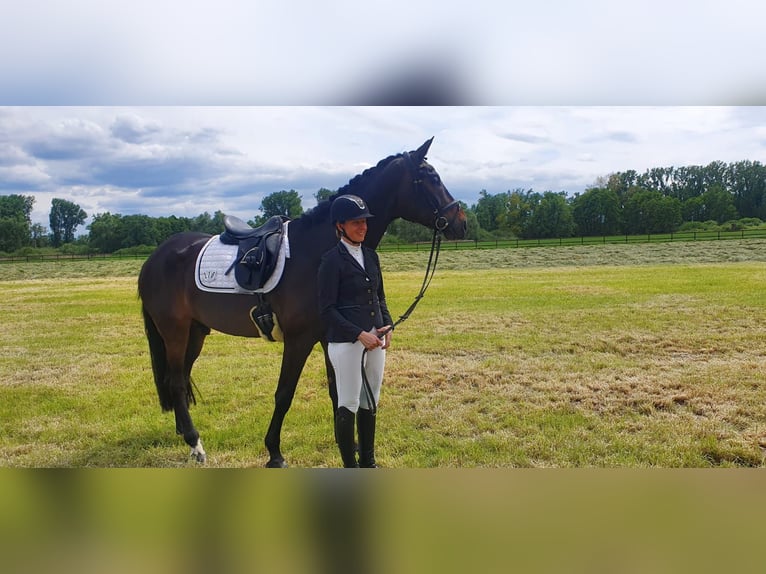 Oldenburgo Caballo castrado 8 años 170 cm Castaño oscuro in H&#xF6;chst im Odenwald