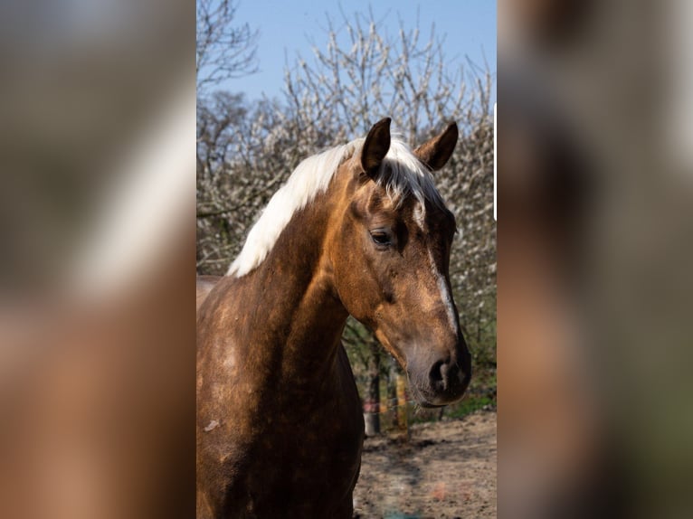 Oldenburgo Caballo castrado 8 años 170 cm Palomino in Aachen