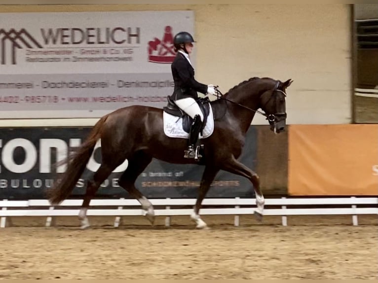 Oldenburgo Caballo castrado 8 años 171 cm Alazán-tostado in Hatten