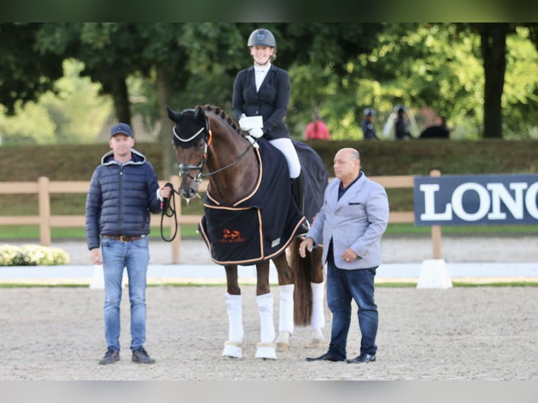 Oldenburgo Caballo castrado 8 años 171 cm Alazán-tostado in Hatten