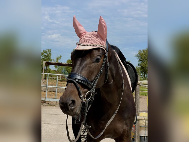 Oldenburgo Caballo castrado 8 años 171 cm  in Dornum