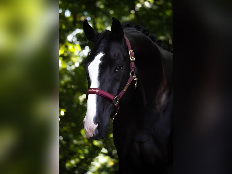 Oldenburgo Caballo castrado 8 años 172 cm Negro in Nettersheim