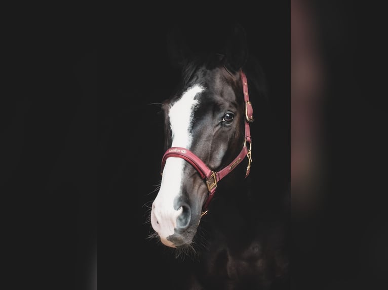 Oldenburgo Caballo castrado 8 años 172 cm Negro in Nettersheim