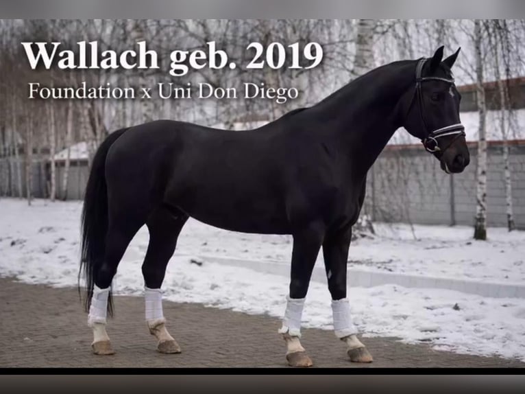 Oldenburgo Caballo castrado 8 años 172 cm Negro in Kloster Lehnin