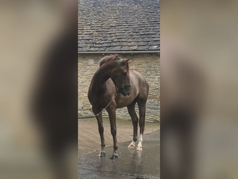 Oldenburgo Caballo castrado 8 años 173 cm Alazán-tostado in Munster