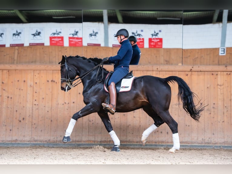 Oldenburgo Caballo castrado 8 años 173 cm in Ziemi&#x119;cice