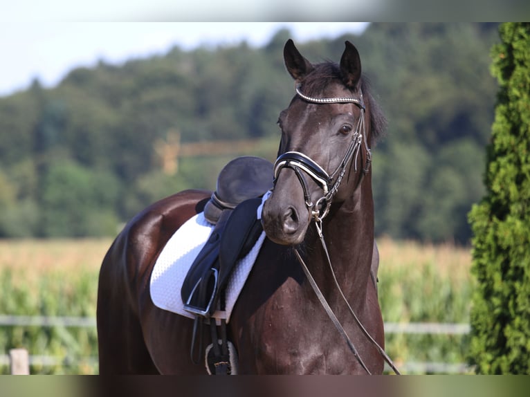 Oldenburgo Caballo castrado 8 años 173 cm Negro in St Marein bei Graz